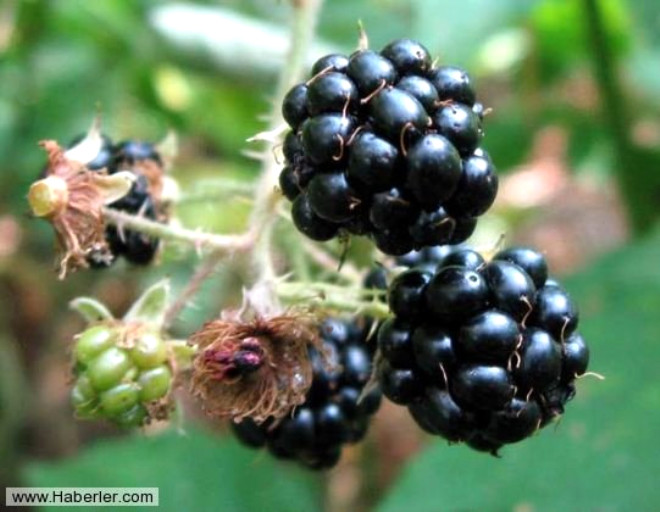 Siyaha alan meyveleriyle tandmz brtlen, mantar ve mikrop larla savat gibi damarlar da glendiriyor.
