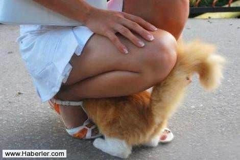 R�ntgenci kedi
