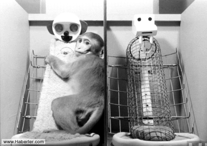 Deney, d dnyadan tamamen izole ettii maymunlarn ldrmas ve hatta iki deneyde kendilerini ala mahkum ederek ldrmek istemesi ile sonuland.
