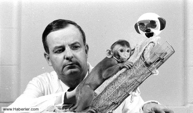 ARESZLK KAFES: Psikolog Harry Harlow, bo ve tm d etkenlerden mahrum ekilde tasarlanm bir oda eklindeki, iinde eitli dzenekler bulunan bir aparatn iinde maymunlar zerinde alt.
