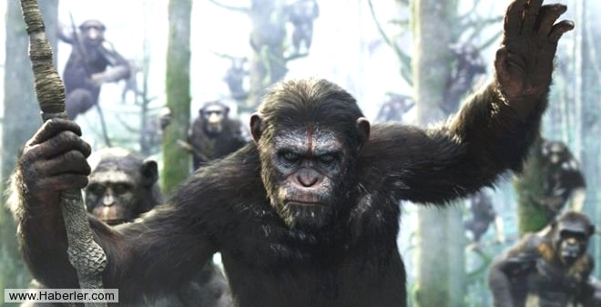 Bunlar gzlemleyen Will Rodman bir maymunu o genetik aratrmalarn yapld tesisten karr.
