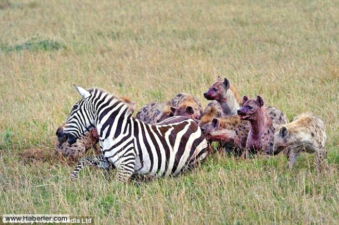 Birden bire 20 srtlann arasnda kalan zavall zebra kaamaynca a srtlanlara yem oldu...

