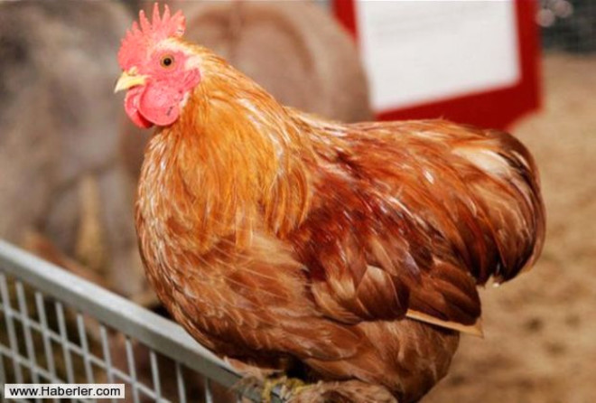 Tavuk iftlii kiralama: Kmes hayvanlarla yaknlnz lmek iin karlmayacak bir frsat.
