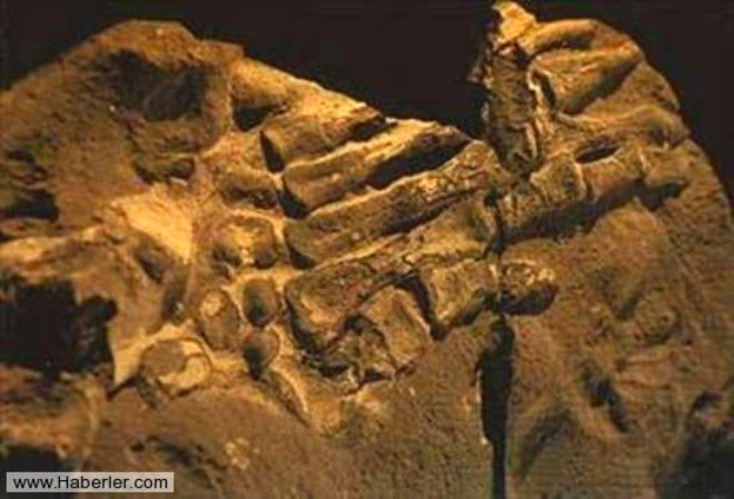 NSAN EL FOSL / Kolombiya, Bogota yaknlarnda bulunmu bir insan eli fosili. Fosilletii kayann ya 100-130 milyon yldr. Yani, fosilde o kadar sene nce meydana gelmitir.
