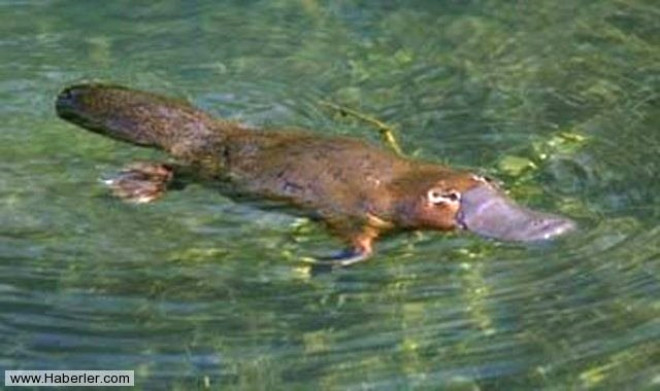Dier hayvanlardan farkl olarak Platypuslar, ylanlarn ve kertenkelelerin karakteristik zelliklerini korumu.
