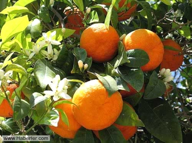 Portakal: A karnna yenilen portakaln zararlar byk. Gastrit veya alerjik bir takm sorunlara sebep olabilir. Siz siz olun. En gzel meyvelerden biri olan Portakal sabahlar yemeyin.
