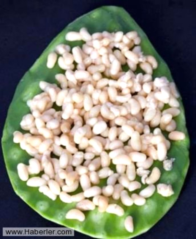 Escamole - Meksika. Mavi agave ya da  agave tequiliana bitkisinin kklerinde bulunan karnca larvalarndan yaplan, bir eit attrmalk.
