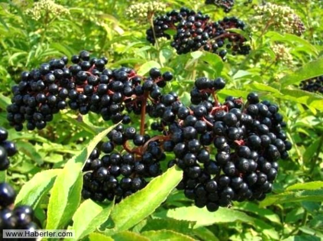Elderberries;
Bu meyveler tam olgunlam halde ve yapraklar, dallar, tohumlar karlarak piirilirse zararsz hale geliyor...
