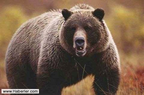 
Yeti�kin bir ay�, bir at kadar h�zl� ko�abilir.

 


