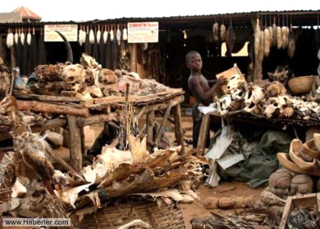 Hayvan iskeleti pazar: Togo