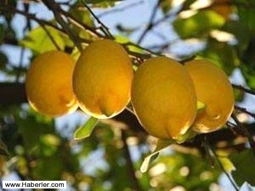 Bu sar� meyveler ayn� zamanda eski insanlar taraf�ndan �e�itli zehirlere kar�� bir panzehir, bir ila� olarak ve b�ceklere kar�� da kullan�l�yordu. Sa�l�k i�in uygulamalar/ BO�AZ A�RISI: Balla kar��t�r�lan limon, �urup yerine, bo�az a�r�n�z� k�sa d�nem ge�irebilecek do�al bir y�ntem. Bir bardak s�cak suyun i�ine limon suyu ve bal kar��t�r�n ve yudumlamadan �nce biraz �l�nmas�n� bekleyin. Mayo Clinic