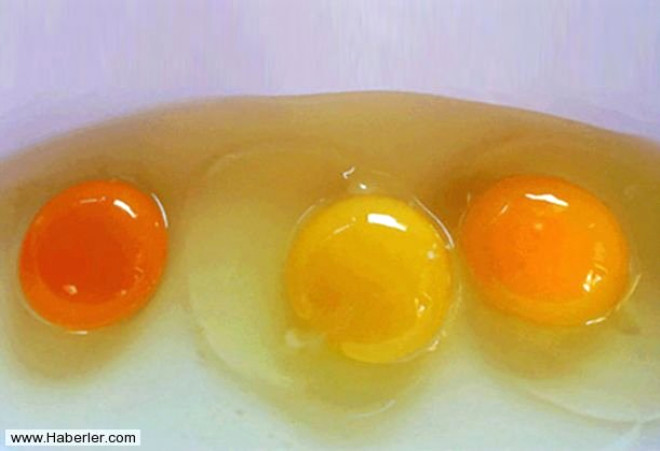 Ortada grdnz ak sar renkli yumurta sars bu tavuun iyi beslenmediini gstermektedir.

Solda grdnz turuncuya dnk yumurta sars en salkl tavuktan gelmektedir.

Uzmanlar serbest dolaan tavuklarn farkl pigmentte besin yemesinin daha mmkn olduunu ve bu sayede yumurtalarnn sarsnn daha renkli olduunu belirtiyor.
