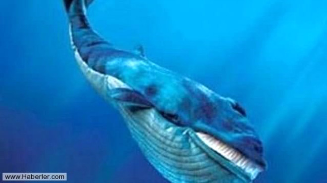 Dnyann en byk hayvan mavi balinadr. Ayn zamanda hayvanlar leminin en hzl byyen hayvandr. Kilosu 22 ayda 26 tona kadar ular.
