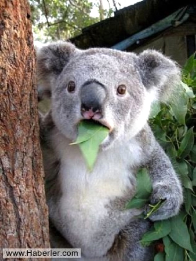 
Koalalar esasen annelerinin dksn yer.


 
