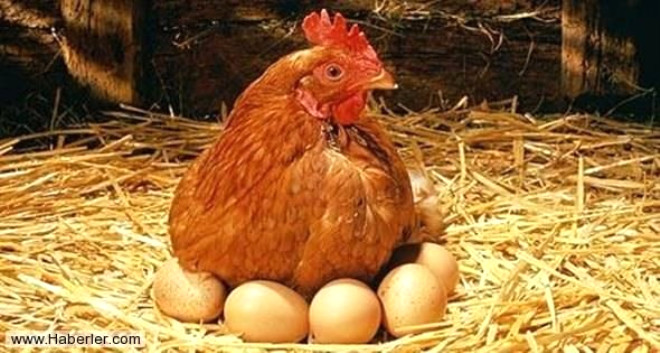 Hormonlu tavuk ve yumurtalar
