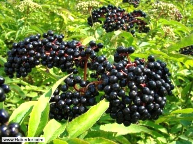 Elderberries;Bu meyveler tam olgunlam halde ve yapraklar, dallar, tohumlar karlarak piirilirse zararsz hale geliyor...
