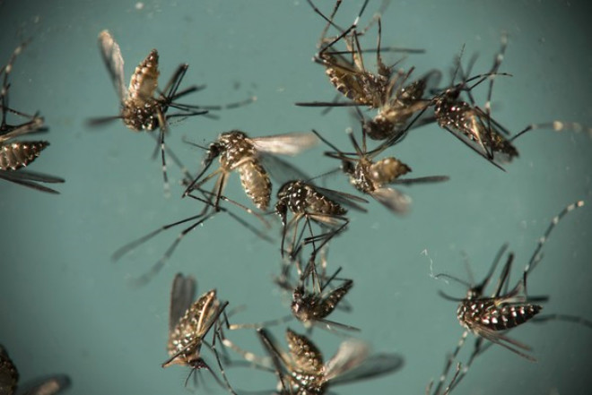 Zika virs tayan aedes aegypti cinsi sivrisinekler:.. (Fotoraf: Felipe Dana)
