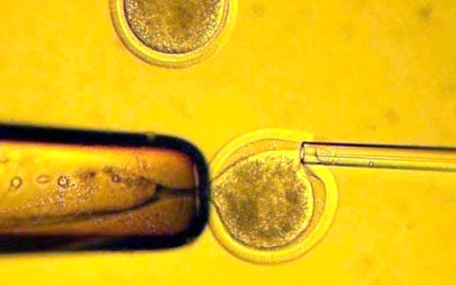 Hcrenin gerektirdii koullar (besin vs.) saland srece bu hcrelerin lmemesi, aratrmaclar iin byk bir kapy at. Hcre rnekleri ilk 4 ay iinde, ABD zerindeki neredeyse tm eyaletlere ulatrld. Henrietta Lacks