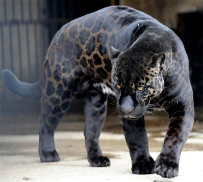 Jaguar ile aslan birleiminden olan bu devasa melezin trnn ad: Jaglion
