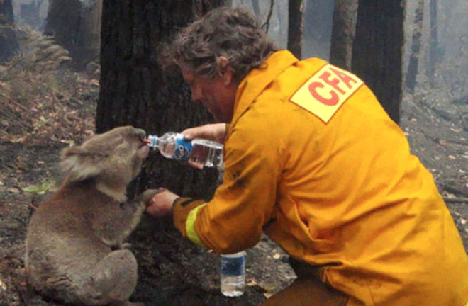 Sam ad verilen 4 yandaki koala, hayati organlarn saran tmrler nedeniyle yangndan kurtarldktan birka ay sonra ne yazk ki ld.
