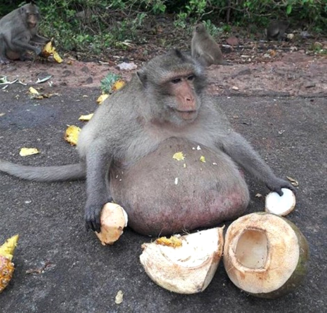 "iko amca" isimli maymun turistlerin ilgi oda oldu. Tayland