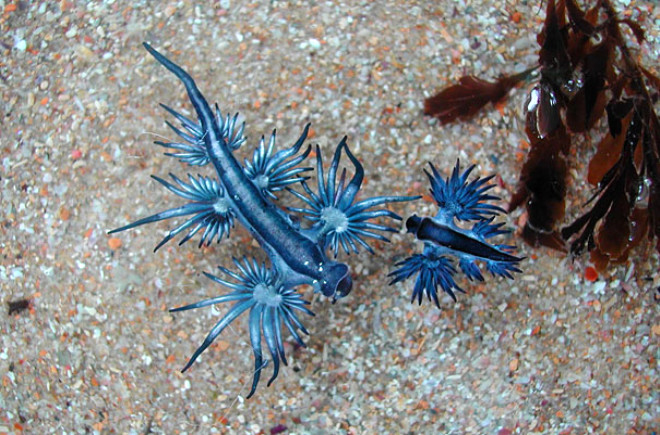 Mavi ejderha olarak da bilinen bu yaratk, bir salyangoz trdr. Karidesinde gaz dolu bir kese batndrd iin yzebilir. Okyanuslarn lk sularnda bulabilirsiniz.
