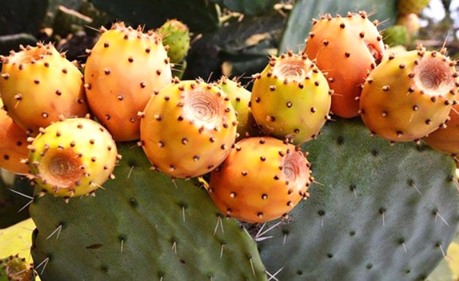 Dikenli incir, Latince adyla Opuntia ficus-indica, ok scak kurak blgelerde yetiebilen bir kakts trdr.
