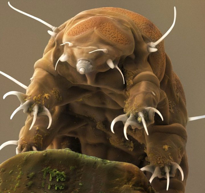 
30 yl boyunca yemek yemeden hayatta kalabilen tardigradlarn dondurucu soua (-270 dereceye kadar), yakc sya (+150 dereceye kadar) ve yksek radyasyona da dayanabildii belirtildi. Bu minik canllarn dayanabildii radyasyon miktarnn 5000  6200 gy doz olduu belirlendi. (Baz kemoterapi tedavilerinde uygulanan dozla ayn). 1 milimetrenin altnda bir boyuta sahip olsa da su aylar dnyann en dayankl canls olarak grlyor.a (-270 dereceye kadar), yakc sya (+150 dereceye kadar) ve yksek radyasyona da dayanabildii belirtildi.

 


 
