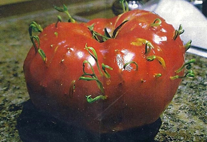 Yeniden filizlenmeye alan bir domates 
