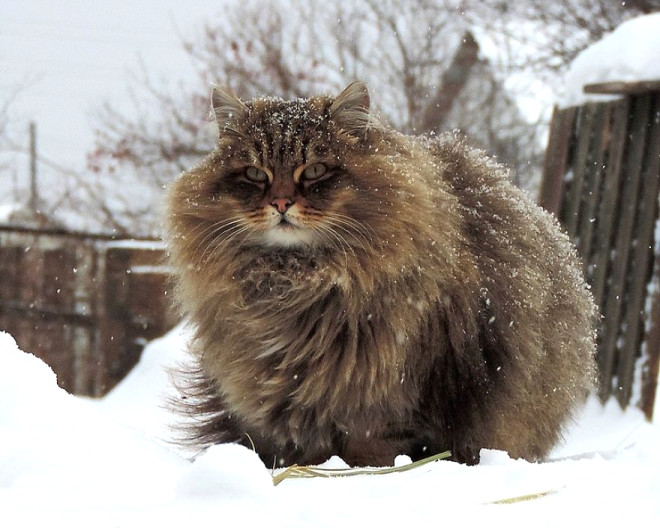 Sk durun bu sevimli Sibirya iftlii kedilerinin Youtube kanal bile var!

