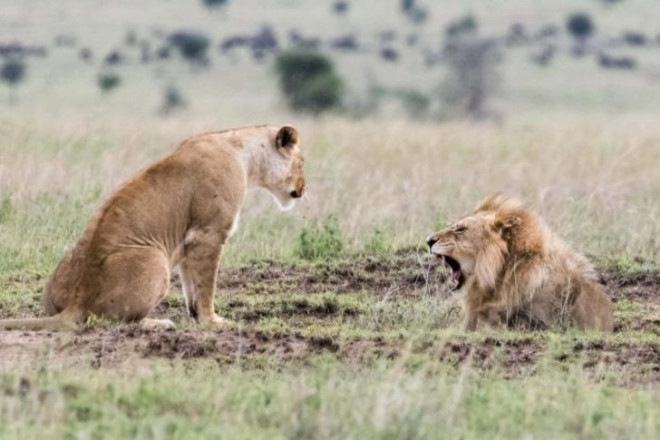 Erkek aslan da yaad bu korku dolu anlarnn ardndan eine karlk vermeyi ihmal etmiyor.

