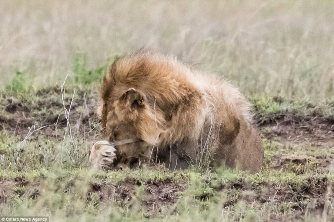 Kkremesiyle erkek aslann yzn kapatmasna sebep olan dii aslan ormann kraln dahi korkutmay baarm gibi gzkyor.
