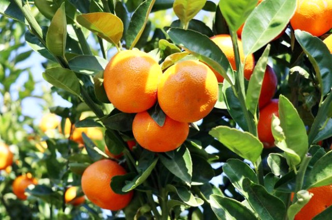 Turungillerden eker ierii yksek bu meyve, karotenoid ve A vitamin bakmndan zengindir.
