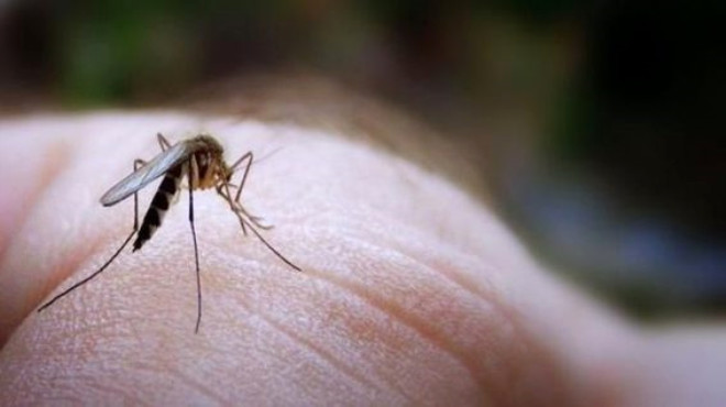 Sivrisinek kovucu spreyler aslnda sivrisineklere rahatszlk verip yaklamasn engellemez. Sivrisineklerin alclarn bloke eder ve insanlar bir anlamda gizler. 
