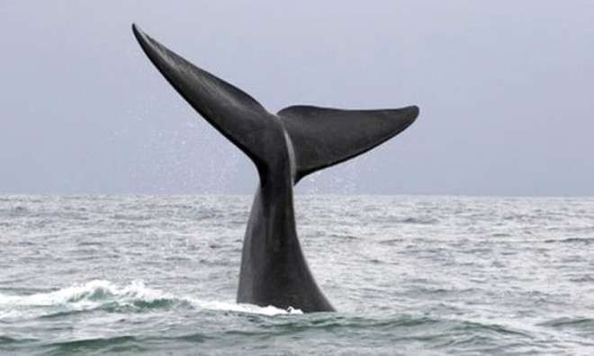 Dnyann en yalnz balinas Bu balinann hibir arkada yok, bir ailesi de... O hep yalnz... Bunun tek sebebi dier balinalara gre farkl bir dile konumas ve balinalarn onun dilini anlayamamas... 

