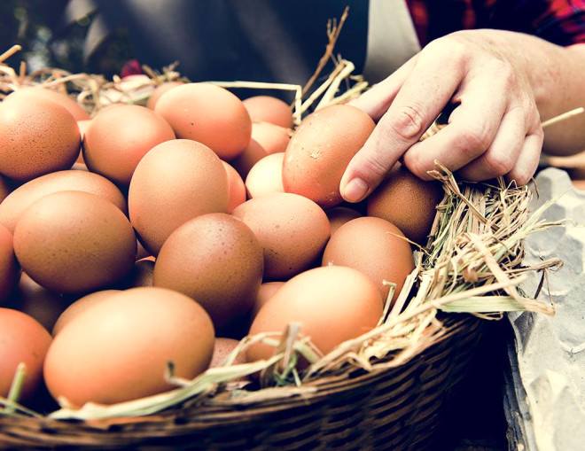 Baz tavuk yumurtalarn kahverengi yapan, hemoglobinin paralanmas sonucu ortaya kan protoporfirin pigmentidir.

