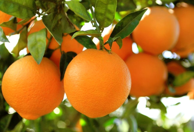 C vitamini asndan ok zengin olan Portakal tketilmesi gereken besinlerden biridir. 2014 ylnda yaplan bir alma, yeterince C vitamini yemenin, Alzheimer hastalna kar da koruyucu olduu belirtmektedir. Orta boy bir portakal, gnlk C vitamini ihtiyacn karlamaktadr