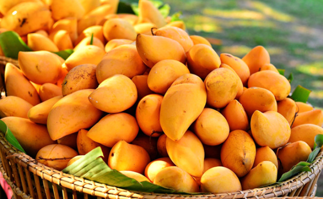 
Mango, yksek antioksidan ieren bir besindir. Yaplan aratrmalar mango ierdii polifenoller sayesinde kolon, meme, akcier ve prostat kanseri riskini azaltr.