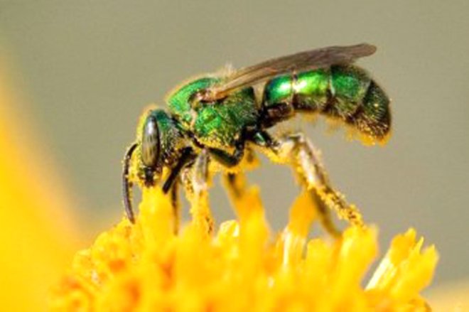 Kansas Entomoloji Dernei tarafndan yaplan bir aratrmaya gre, gzya ok miktarda protein ieriyor ve arlar onu ok seviyor.