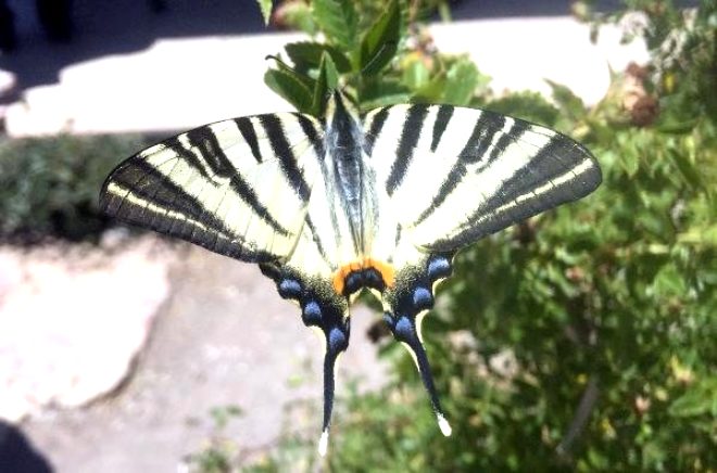 Sivas kent merkezine 15 kilometre mesafedeki Souk ermik Kaplcas blgesinde, dierlerinden farkl bir tr kelebek dikkat ekti.