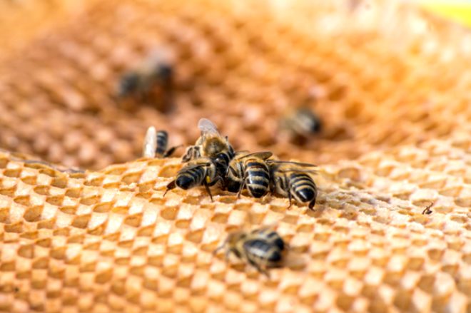 Ar poleni takviyeleri birok kii tarafndan gvenli bir biimde tketilebilir. Ancak polen veya ar sokmasna kar alerjisi olan bireyler, hamile veya emziren kadnlar, kan sulandrc kullananlar polen tketmemelidir.
