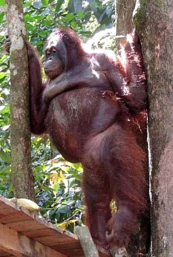 Kurtarldktan sonraki yaamnda ok uzun bir sre insanlardan korkan Pony, u an Nyaru Menteng isimli bir rehabilitasyon merkezinde bulunan dier 7 orangutan ile birlikte mutlu bir yaam sryor.


