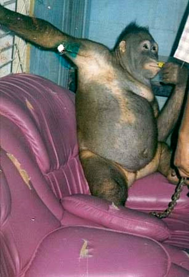 Borneo Orangutan Yaatma Vakf mdr Michelle Desilets 2007 ylnda verdii bir rportajda, 
