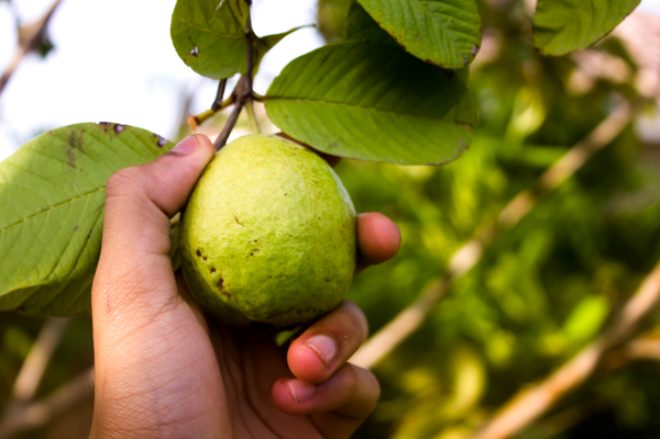 Turungillere oranla 4 kat daha fazla C vitamini ieren guava, cilt parlamasn ve sa dklmesini azaltr.