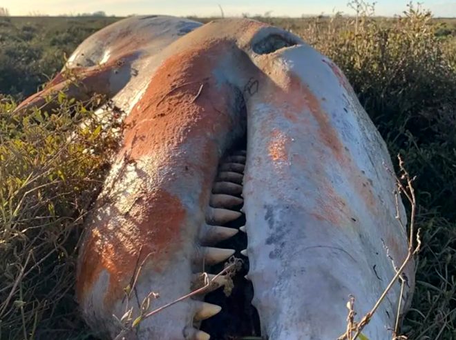 5 metrelik gen katil balinay inceleyen uzmanlar midedeki plastiin muhtemelen hayvann lm sebebi olmadn dnyor.
