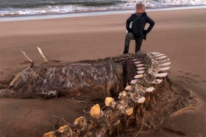 Ciara frtnas ardndan, skoya Aberdeenshire sahil eridinde bulunan devasa iskelet yrekleri aza getirdi. 
