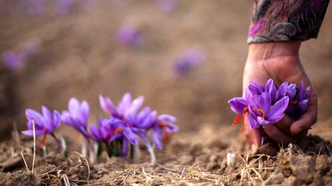 Safran (Crocus sativus), ssengiller (Iridaceae) familyasndan, sonbaharda iek aan, 2030 cm boyunda, idem (Crocus) cinsinden soanl bir kltr bitkisi ve bu bitkiden elde edilen baharat. Bitkinin yapraklar eritimsi, mor iekleri  tepeciklidir.