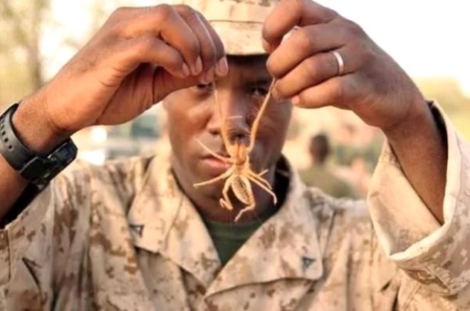 Amerikal askerler arasnda ise "camel spider(deve rmcei)" olarak biliniyor.