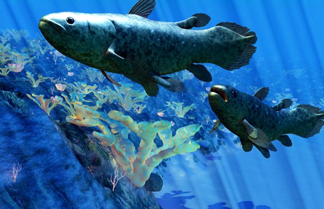Coelacanth, uzuv benzeri yzgelere sahip byk bir balk. Boyu iki metreye kadar uzar ve 90 kg arla ulaabilir. 1938