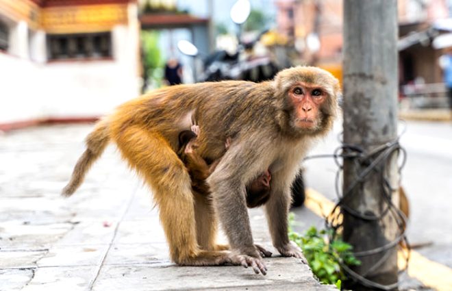 nk blge sakinleri risk altnda. Artan vahi maymun poplasyonu daha fazla soruna neden olabilir" dedi.